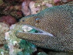 Whitemouth Moray taken at Hanauma Bay, Hawaii. C5060, ext... by Rob Van Orden 